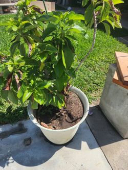 Avocado tree