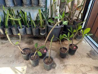 Plumerias