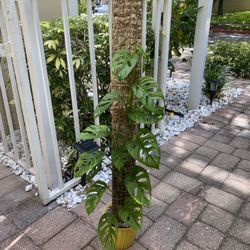 Monstera Adansonii