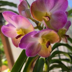 Vanda Plant 