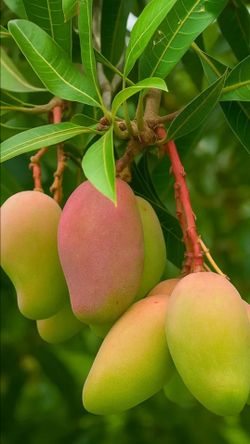 Grafted Mango Tree