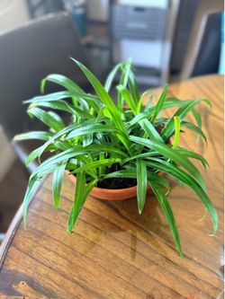 Lush & Full Solid Green Spider Plant in Terracotta Pot