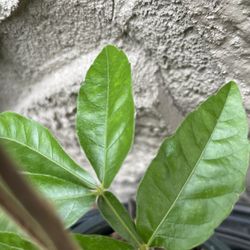 Brazilian Guarana Live Plant 