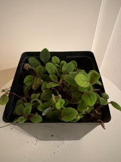 Alsobia Lace Flower Vine