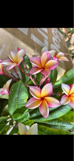 Live Plumeria cuttings Bloom