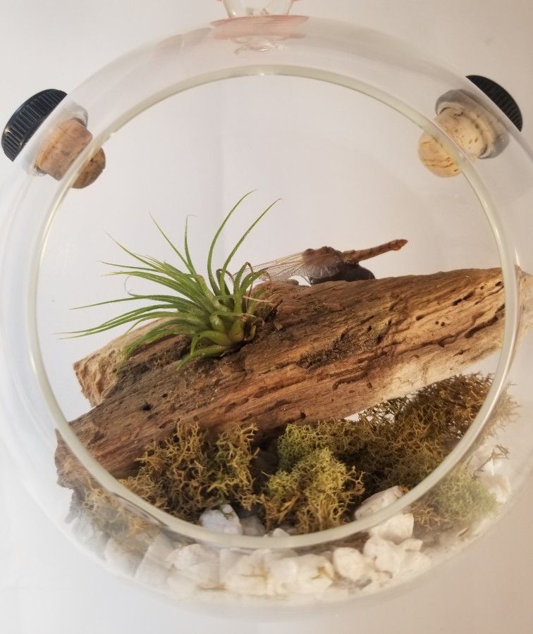Hanging Glass Terrarium ×New×