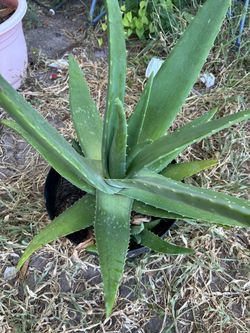 Aloe Vera plant