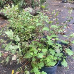 Native Oceanspray Plants 