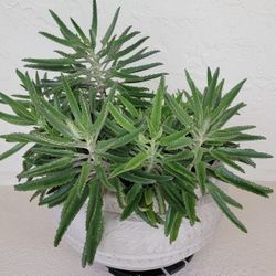 Mother Of Thousand Plant In Big Pot 