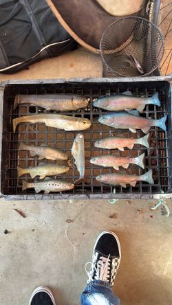 Swimbaits