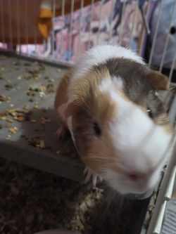 Guinea PIG