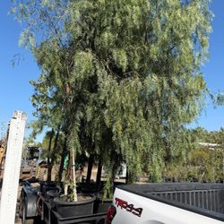 Pirul 24 Galones🌳