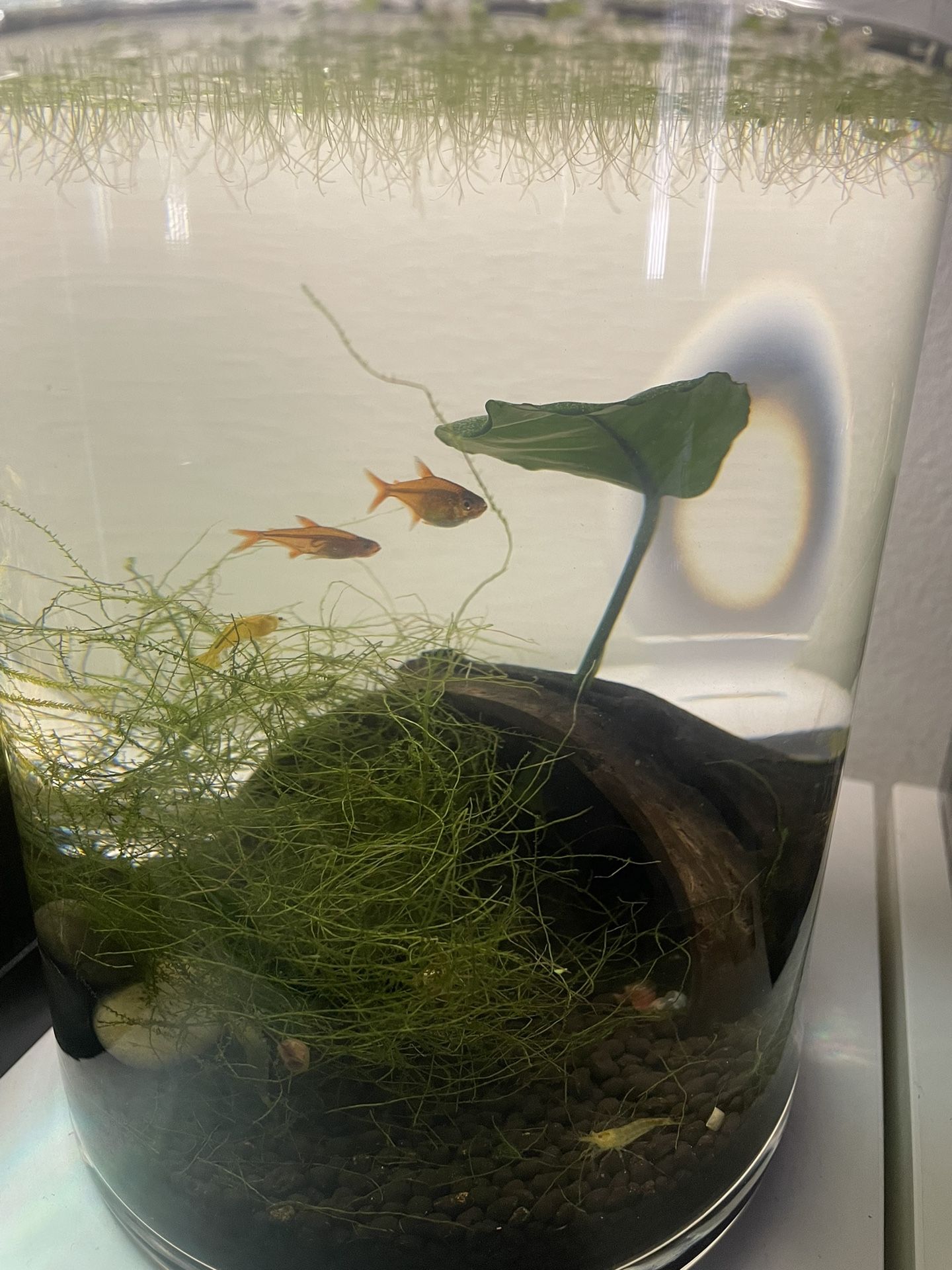 Plants Aquarium 