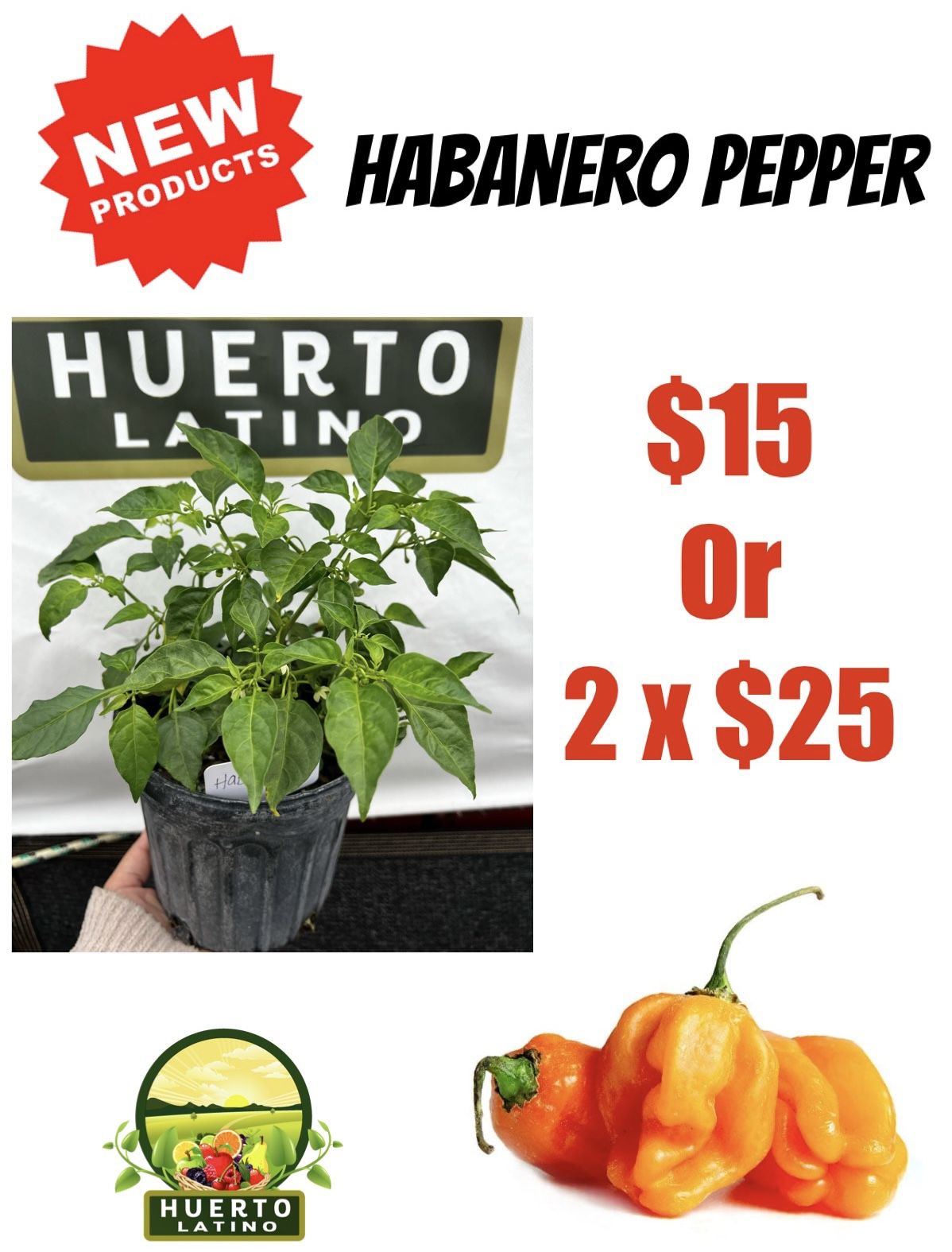 Habanero Pepper Plant 