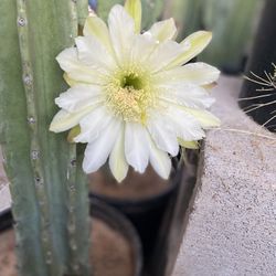 ‘Peruvian Apple Cactus’ With Thornless Tasty Fruit
