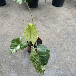 Variegated Alocasia
