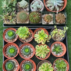 Succulents And Cactus 