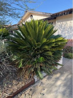 Sago palms