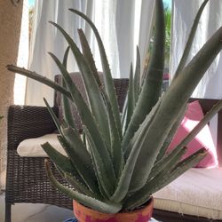 Landscape Your Very Own  Paradise Yard Yourself For A Fraction Of The Price 