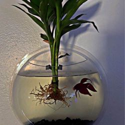 Hanging Fish Tank 