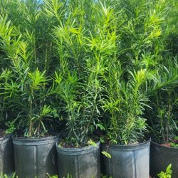 Beautiful Podocarpus Plants For Privacy!!! 3 Feet Tall!! Fertilized 