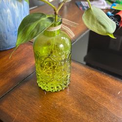 Potho Cuttings
