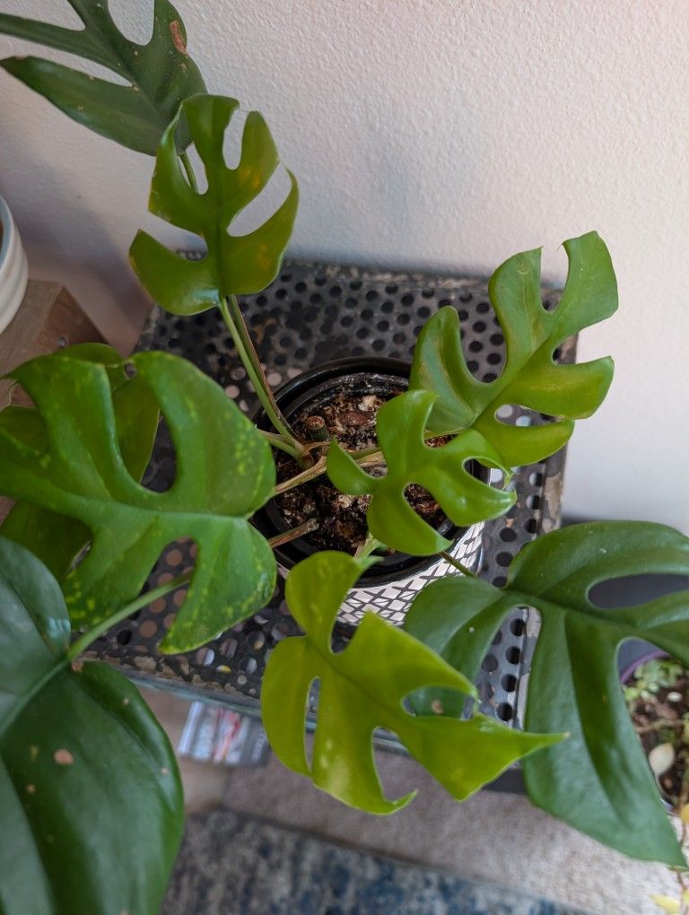 Raphidofora tetrasperma