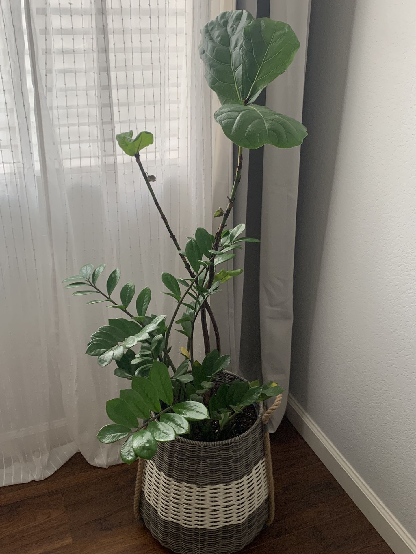 Indoor Plant $55