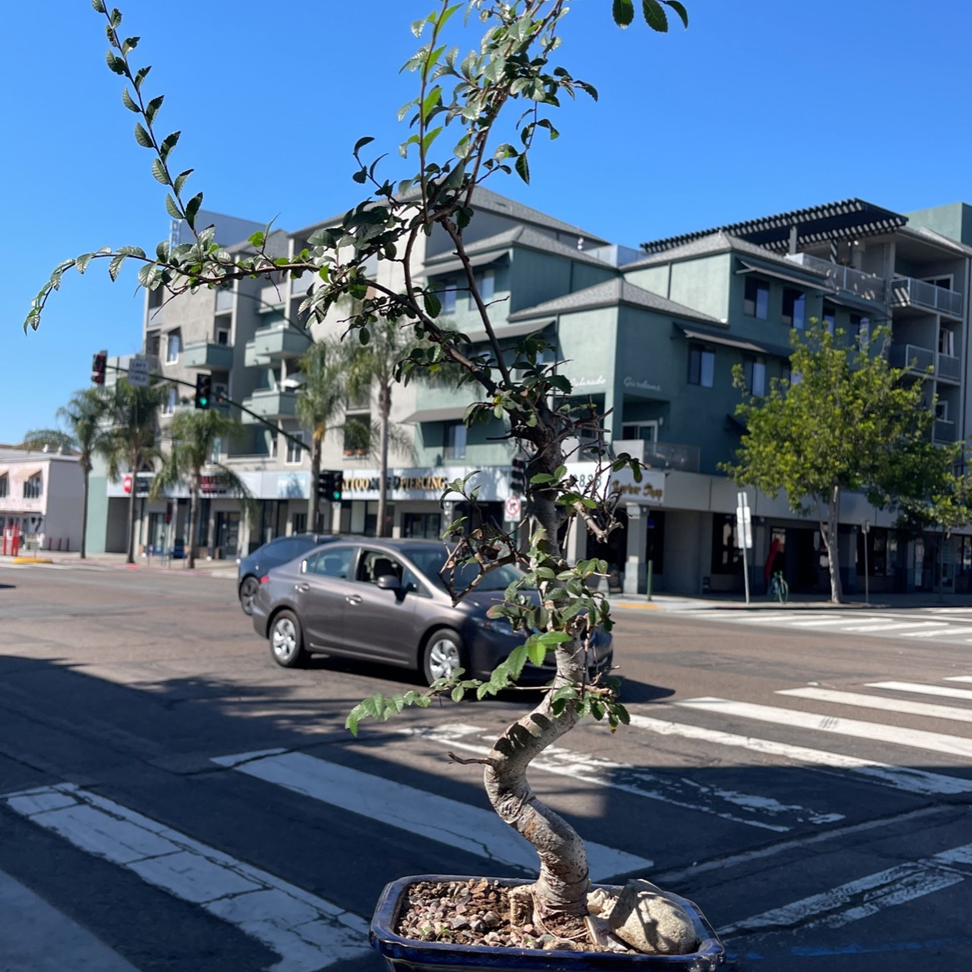 Chinese Elm Bonsai Tree 28 Years Old Come With A Blue Pot