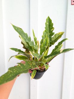 Philodendron Ring of Fire Plant 6" Pot - Indoor House Plants