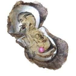 Oysters with Real Akoya Pearls Inside 