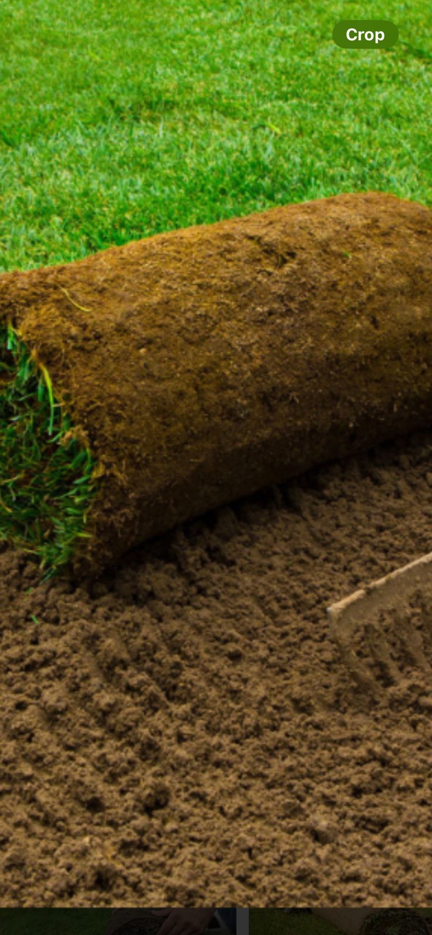 Fresh Sod