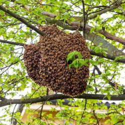 Swarm Removal 