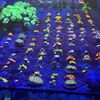 YSIR_Corals Molina Fam reef YT