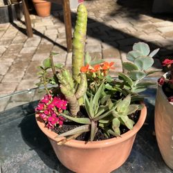 Succulent/Cactus Planting: 4.5”W x 4”H