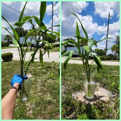 Japanese Bamboo Plants.  In A Vase. $15