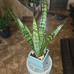 2ft Tall Sansevieria Snake Plant In Ceramic Pot With Shells 