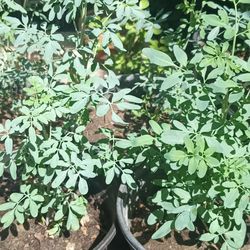 Rue ruda, lemongrass, Vick plants, tomatoes