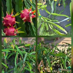 Platns Fruit Dragon Cactus Red 3ft Tall 