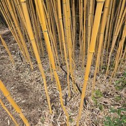 Phyllostachys aureosulcata 'Yellow Groove' 