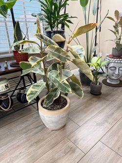 Live Variegated Rubber Tree Plant with a Ceramic Pot (Please read full description)