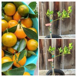 Semi dwarf Kalamansi Calamondin Asian Live Citrus Fruit Tree 5 Gallon Pot Live Plants
