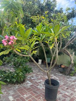 Hawaiian Plant five and a half feet tall