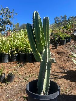 Cactus 🌵