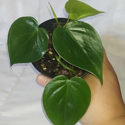 Heartleaf Philodendron 