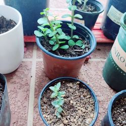 Plants