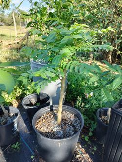 3 Gallon Grosella Tree (Aka Gooseberry Tree)