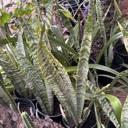 Senseveria Indoor Plants $10 Each