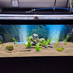 75 Gallon Fish Tank With Everything 