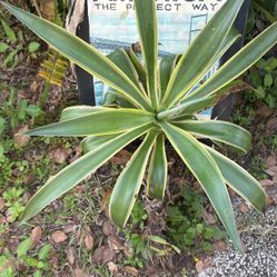 American Aloe Plant 